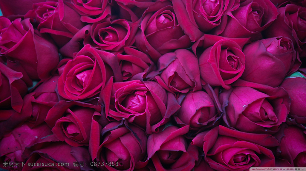 玫 红色 玫瑰 高清 玫瑰花 玫红玫瑰 红色花朵 红色玫瑰
