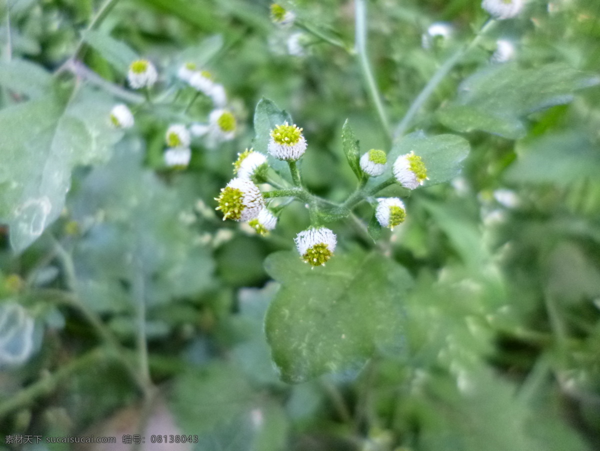 茯苓菜 植物 药材 杂草 小草 绿叶 花草 生物世界