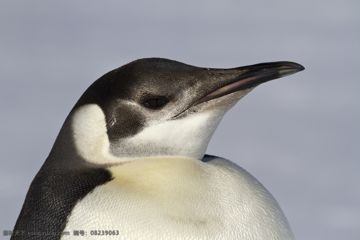 企鹅 动物世界 动物摄影 南极动物 陆地动物 水中生物 生物世界