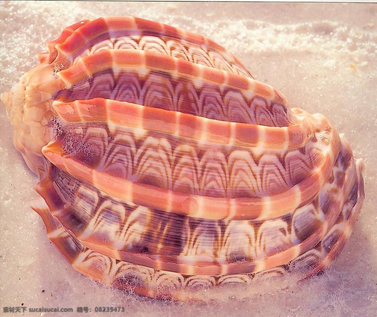 海洋贝壳 收集 艺术 贝壳 海洋 国外 贝壳系列 其他生物 生物世界
