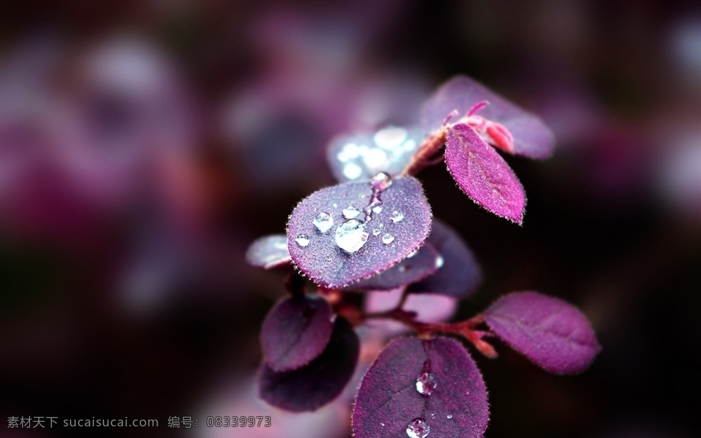 露珠 叶子 紫色 植物 特写 微距 动植物 生物世界 花草