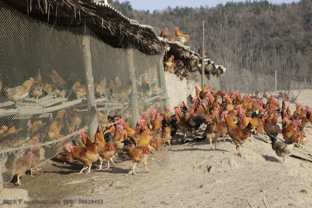 公鸡 土鸡 散养鸡 养鸡场 家禽 生物世界 家禽家畜 灰色