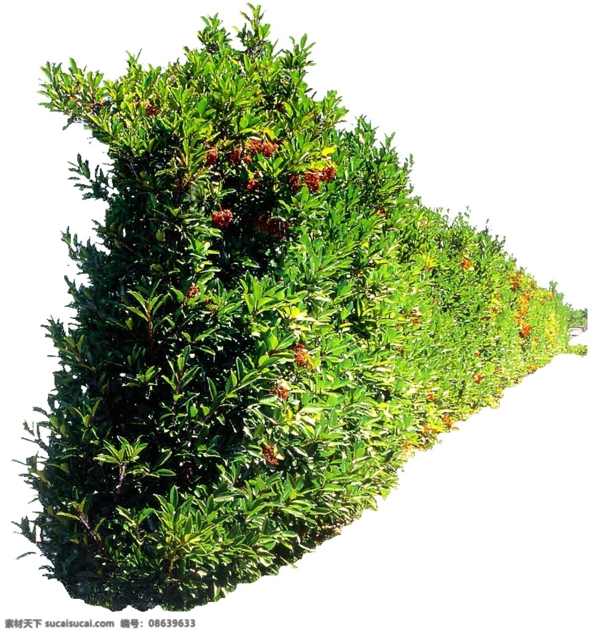 灌木 贴图素材 分层psd 植物 室外贴图 建筑装饰 设计素材 白色
