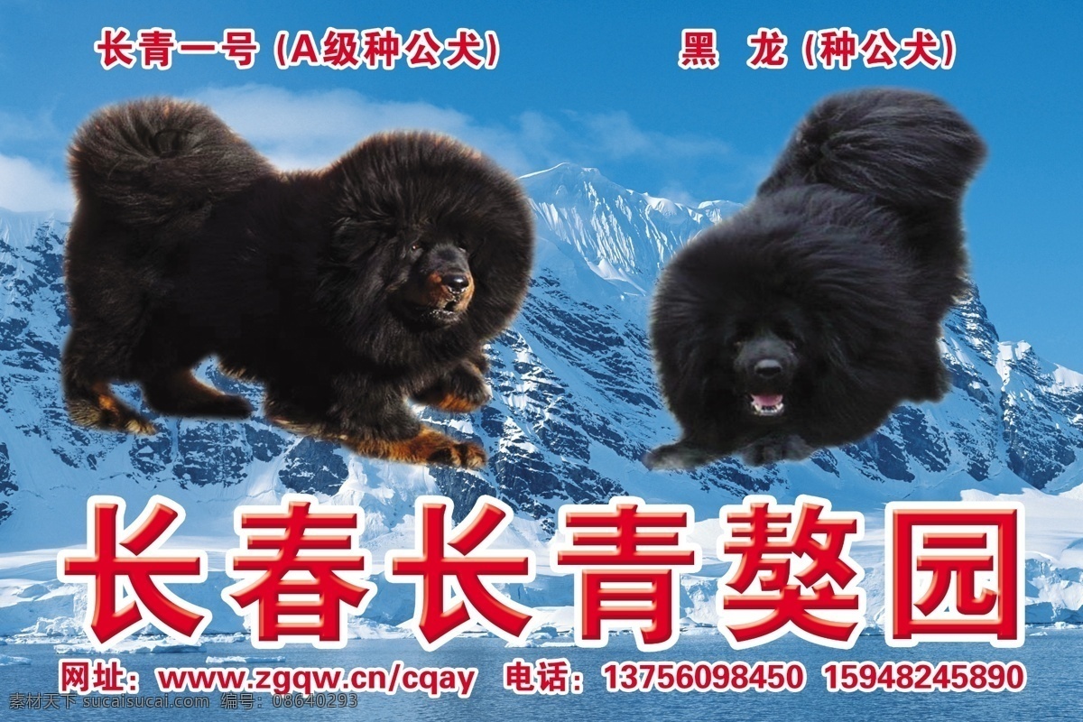 藏獒 黑藏獒 藏獒园 大狗 黑狗 长青獒园 种公犬 黑龙 长青一号 a级种公犬 分层 源文件