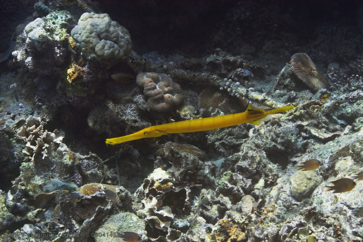 海洋鱼类 海底世界 海洋 海洋生物 珊瑚 生物世界 鱼 鱼类 洋鱼类