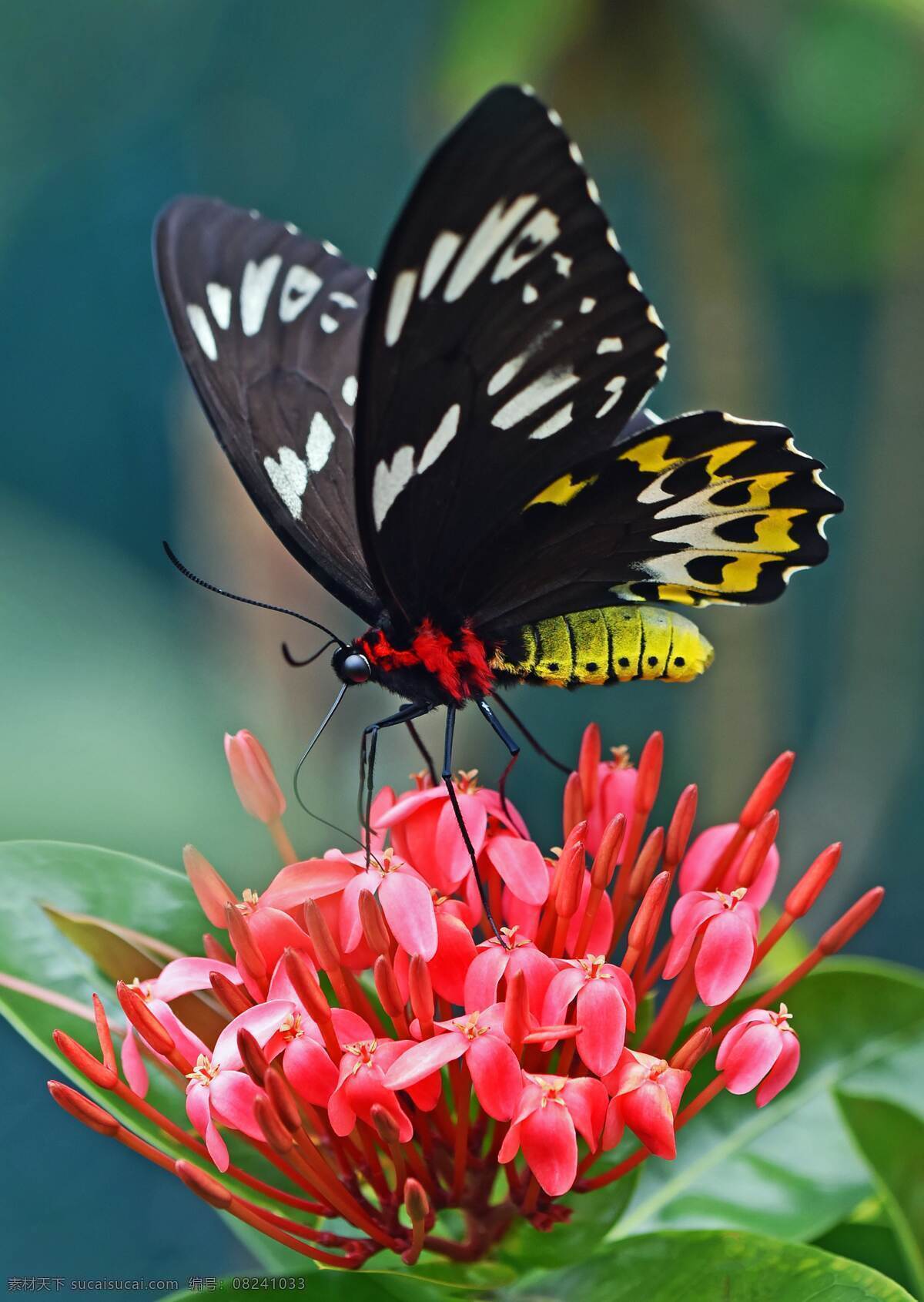 昆虫 生物 大自然 自然生物 蝴蝶与花 花蝴蝶 黑蝴蝶 生物世界