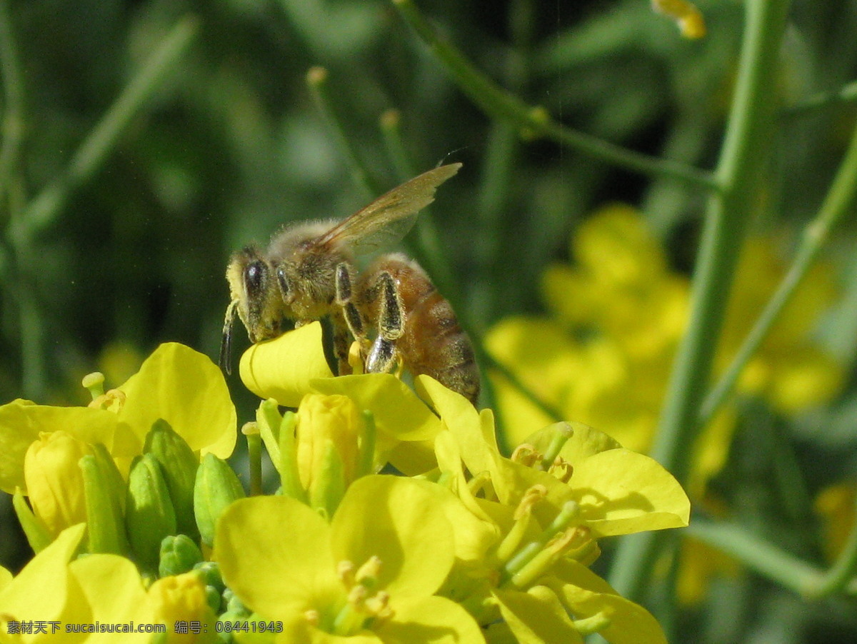 蜜蜂 油菜花 采蜜 花 蜂 照片素材 生物世界 昆虫