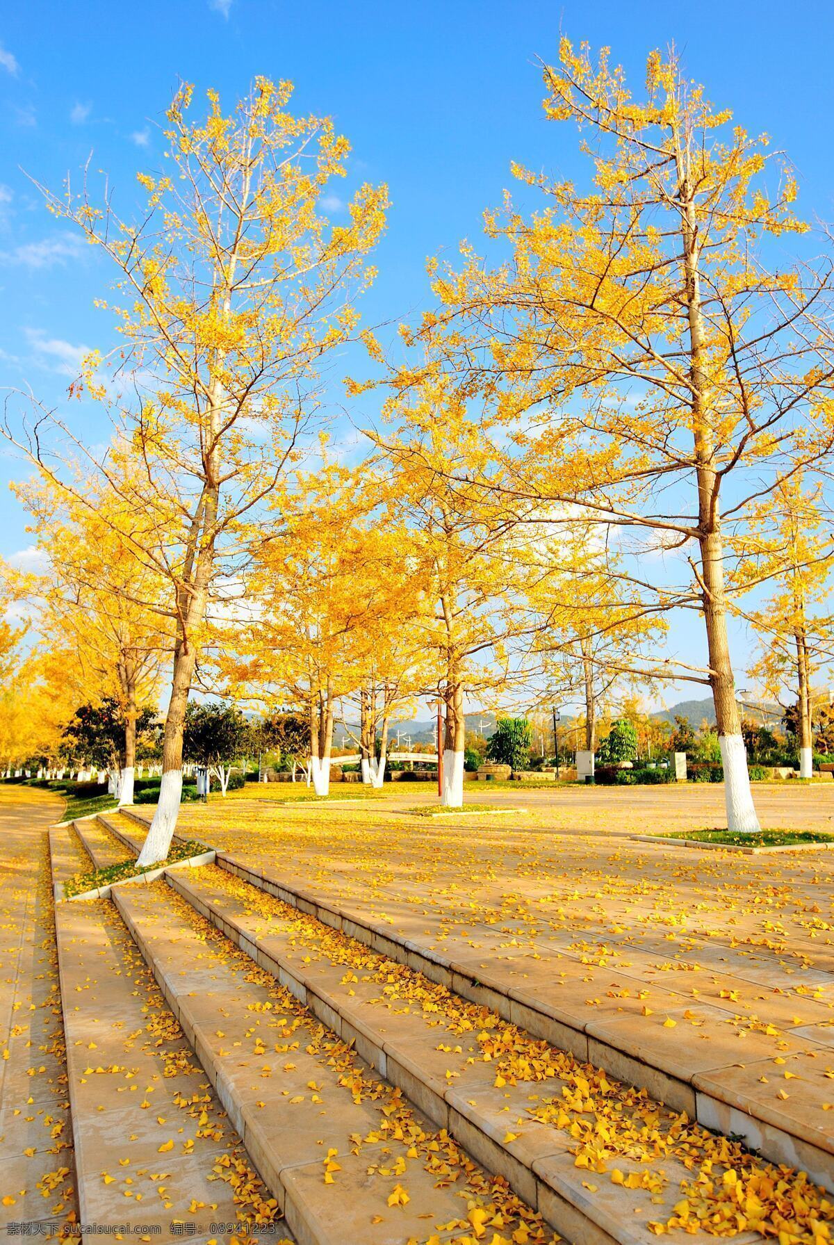 银杏 季节 风光 玉溪 河边 金黄 秋 落叶 自然风景 自然景观