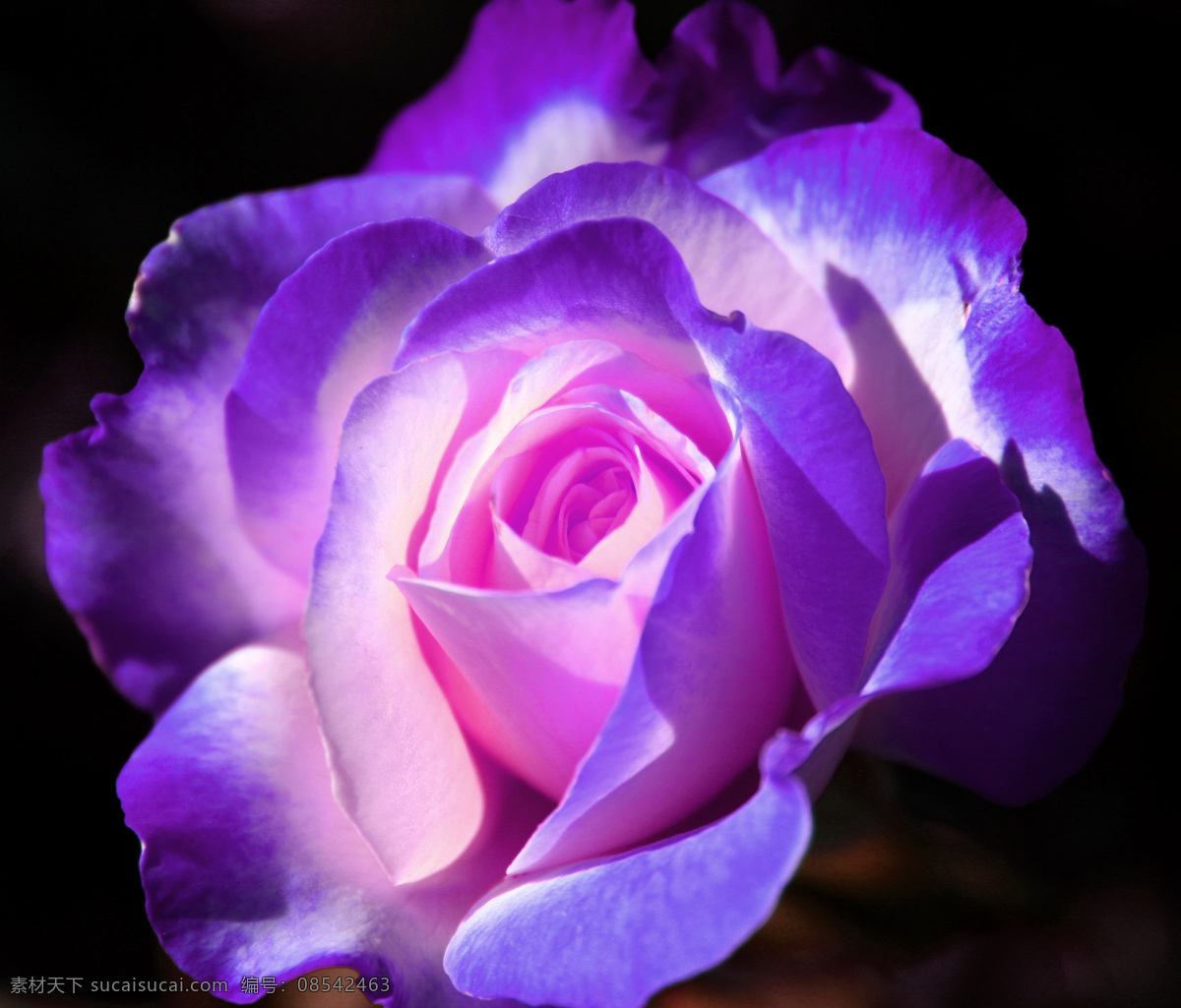 梦幻玫瑰花 粉玫瑰 玫瑰 紫色 花朵 花儿 花卉 花蕊 花草 生物世界