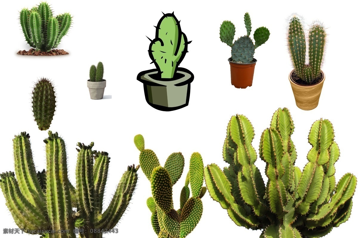 透明素材 png抠图 仙人球 仙人树 沙漠 仙人掌刺 仙人掌植物 仙人掌特写 园林植物 景观植物 绿色植物 非 原创 透明 合 辑 分层