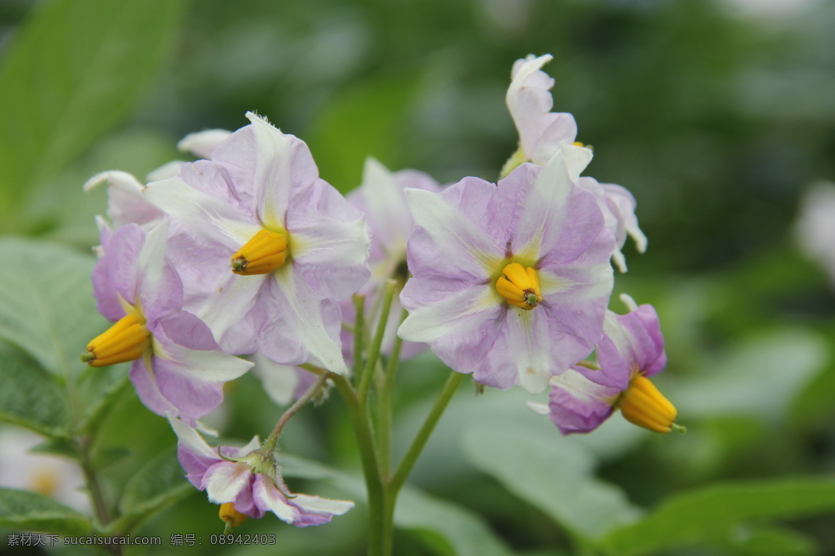 土豆花 马铃薯花 洋芋花 土豆 洋芋 马铃薯 花 生物世界 花草