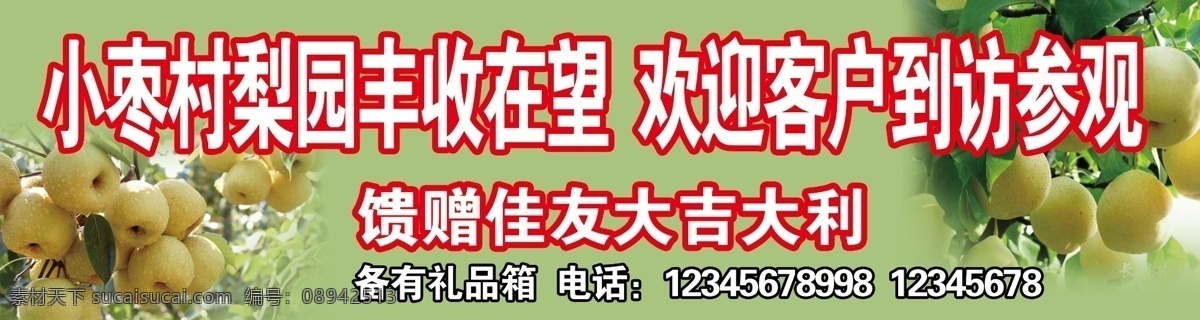 梨 雪花梨 金皇冠 梨树 展板 喷绘 梨园