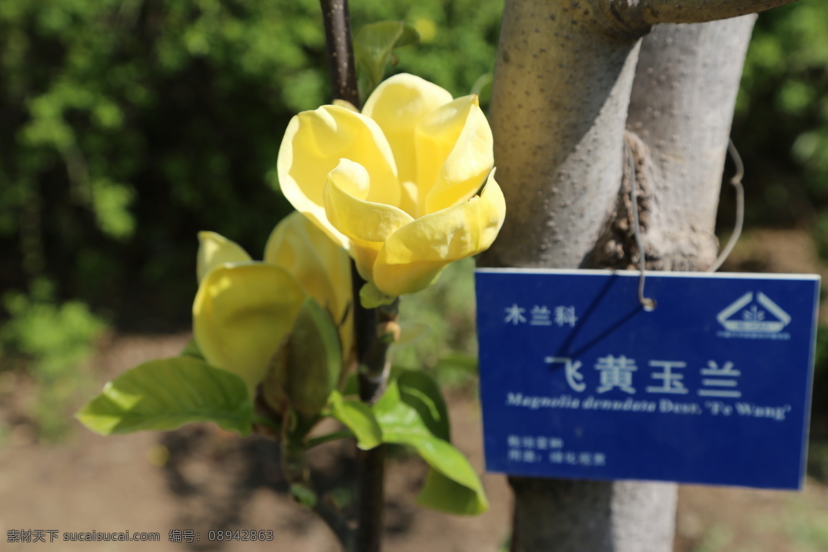 飞黄玉兰 玉兰 玉兰花 花卉 花儿 花骨朵 背景素材 花草 园林景观 绿化景观 装饰画 丁香玉兰花 生物世界