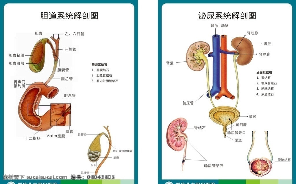 胆道 泌尿 系统 解剖 图 医学 胆道系统 泌尿系统 解剖图 医学挂图 矢量