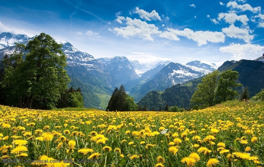 美丽风景 蓝色天空 花丛 黄色菊花 雪山 高山 蓝天白云 高清图片 自然风景 自然景观