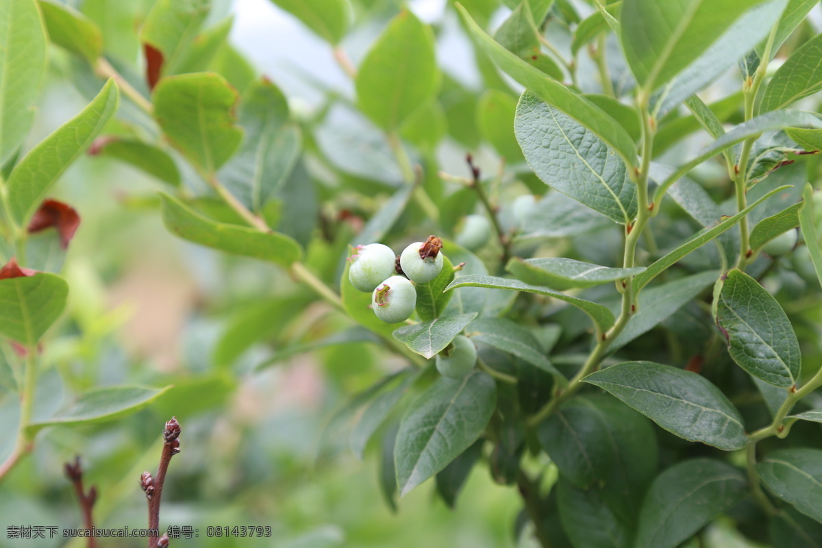 蓝莓 水果 新鲜蓝莓 高清拍摄 外拍蓝莓 棚拍水果 食品 鲜果 蓝莓果园 拍摄 生物世界