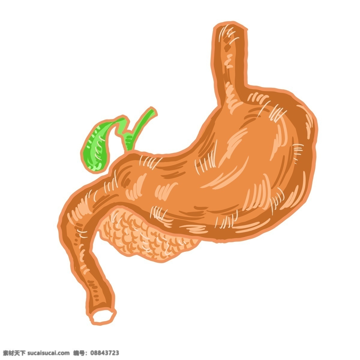 人体内脏胃 人体内脏 器官 胃