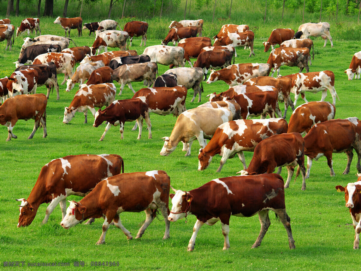 牧场 牛 动物 生物 大奶牛 黄牛 生物世界 其他生物