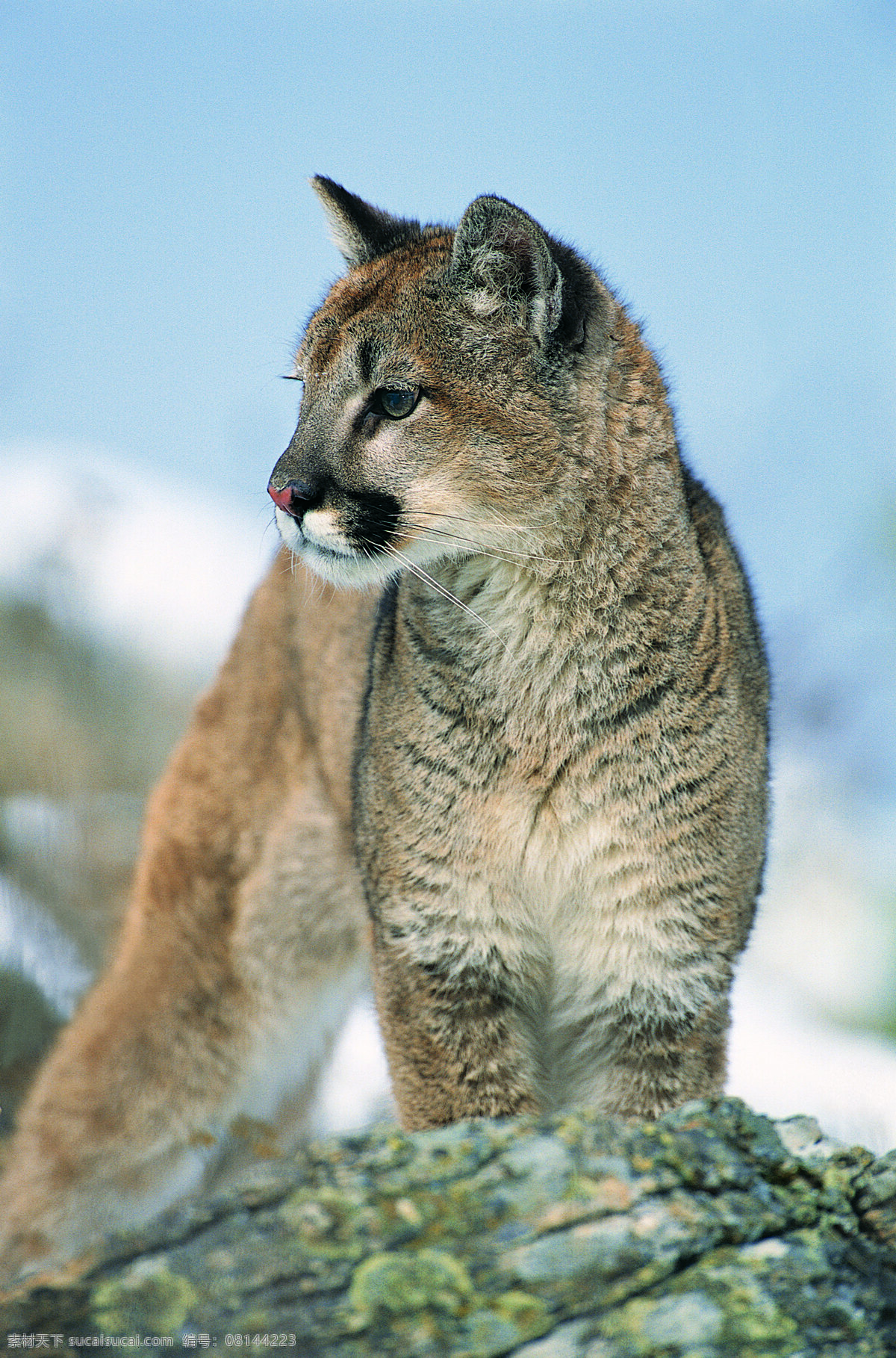 美洲狮 野生动物 动物世界 哺乳动物 狮子 摄影图 陆地动物 生物世界