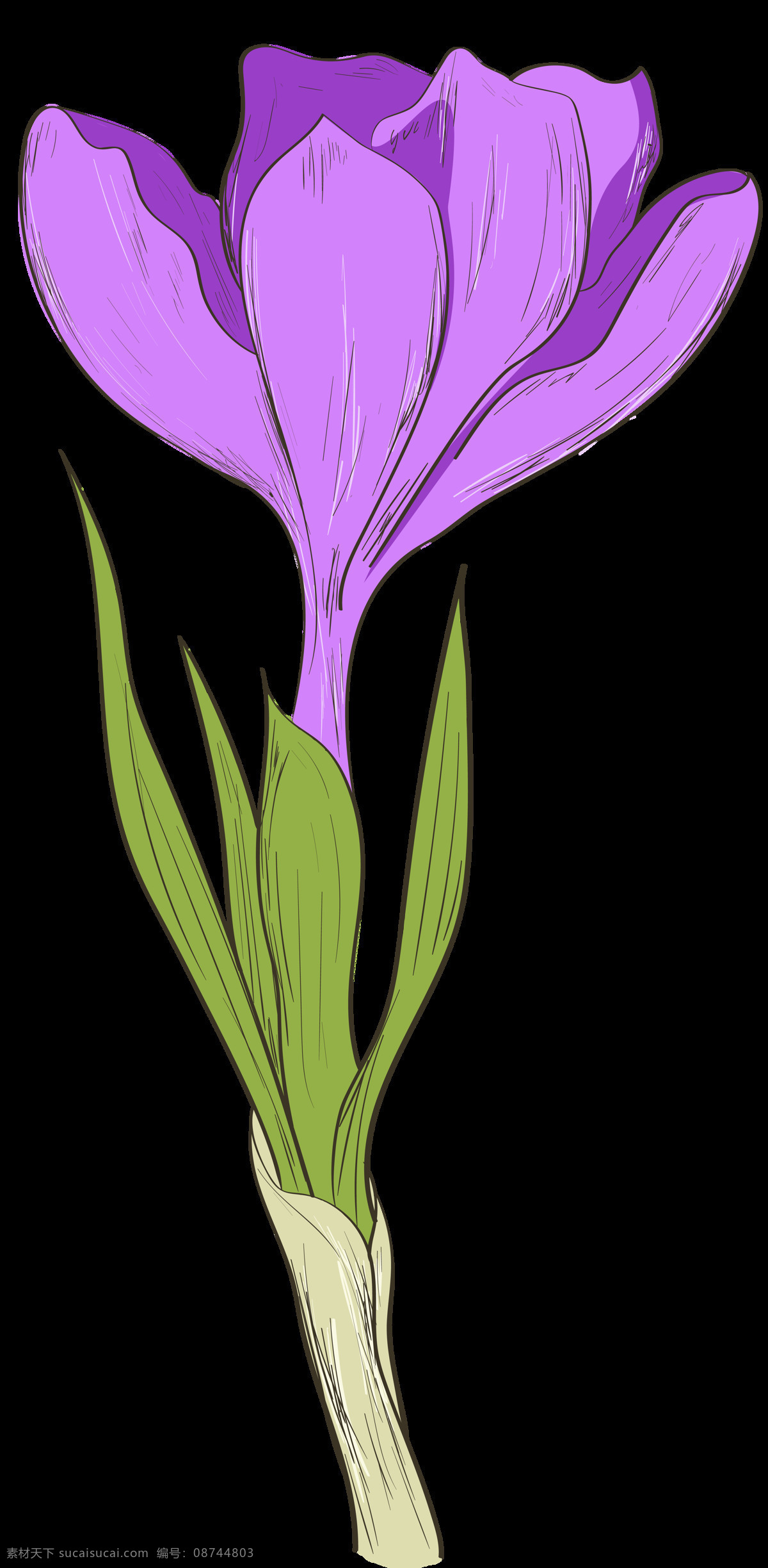 手绘 朵 紫色 花 透明 花朵 花瓣 绿叶 平面素材 设计素材 矢量素材 植物