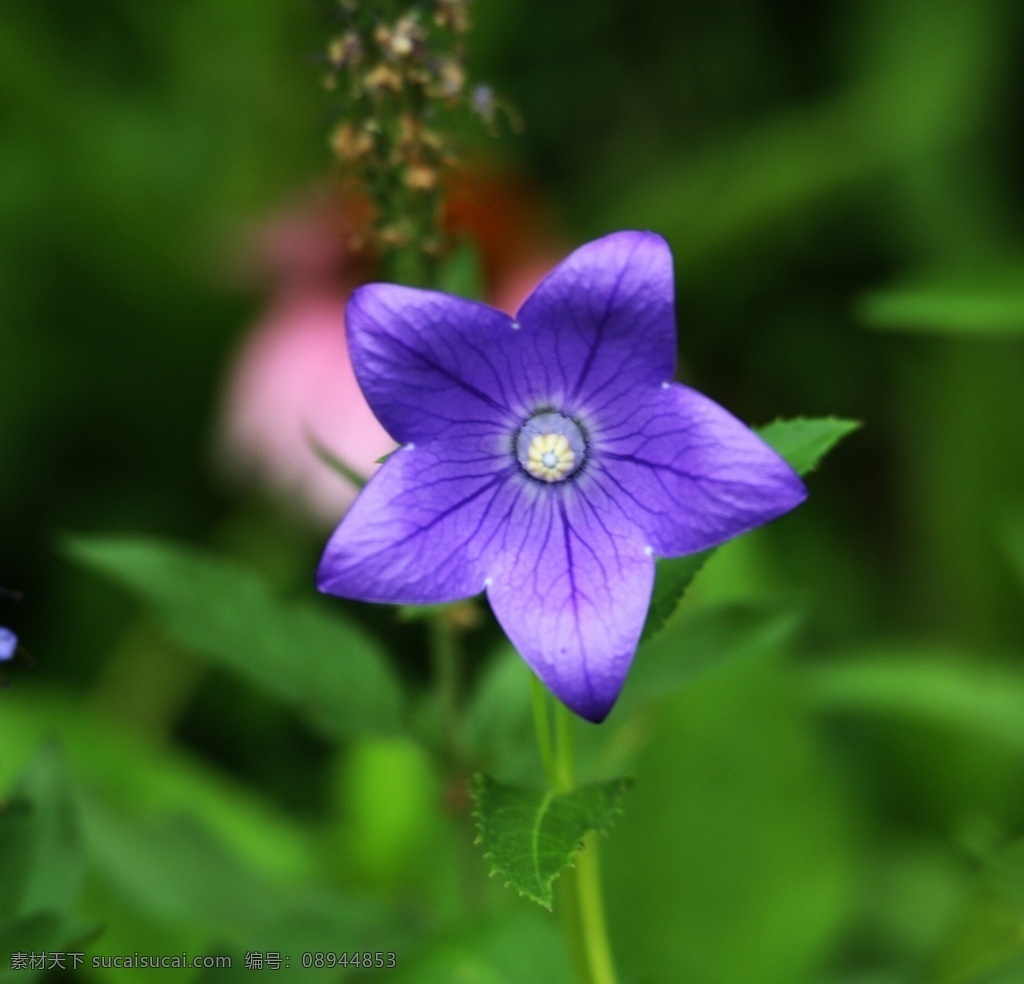 茑萝 沈阳 沈水湾公园 绿叶 绿茎 紫花 花草 生物世界