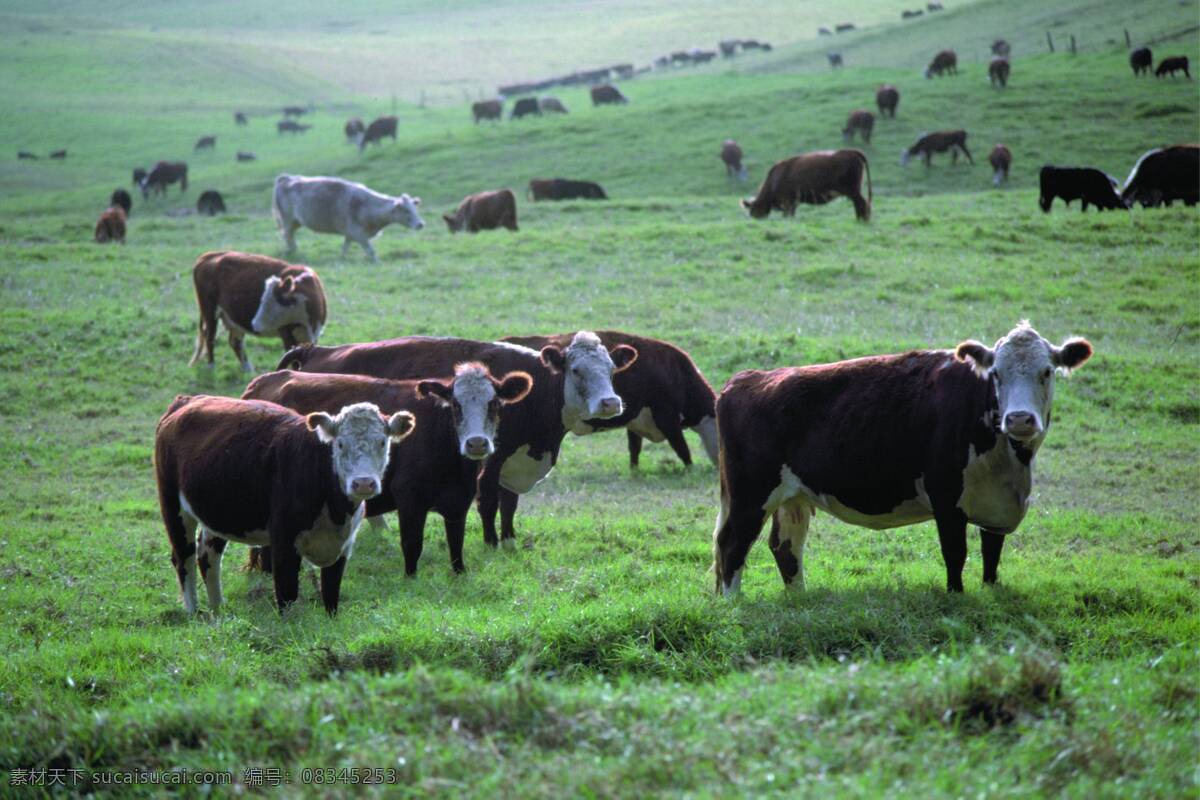 草原牛群 牛 牛群 奶牛 母牛 乳牛 生物世界 野生动物 摄影图库