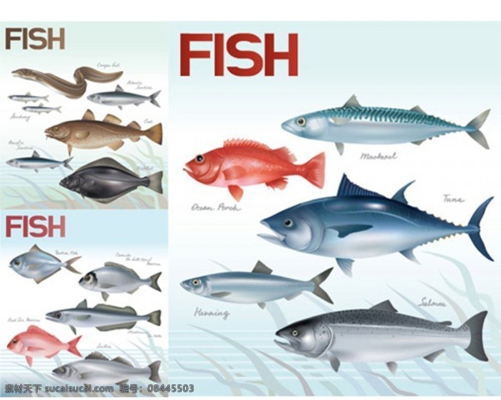 海底 世界 逼真 鱼类 矢量图 鱼 海底世界 海洋生物 大海 鱼群 种类 插画 背景 海报 画册 卡通 矢量动物 生物世界