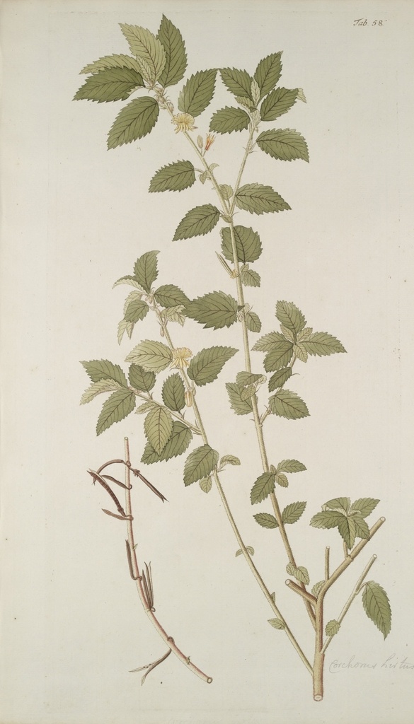 精美 绘画 草本植物 图谱 植物手绘 欧美复古 花卉花朵 清新淡雅风格 花草绘画 设计参考 绘画素材 工笔画 装饰画 插画 植物图谱 树叶花朵 临摹素材 复古绘画 装饰画芯 叶片树枝 树干 植株 药材植物 彩铅绘画 植物花朵 生物世界 花草
