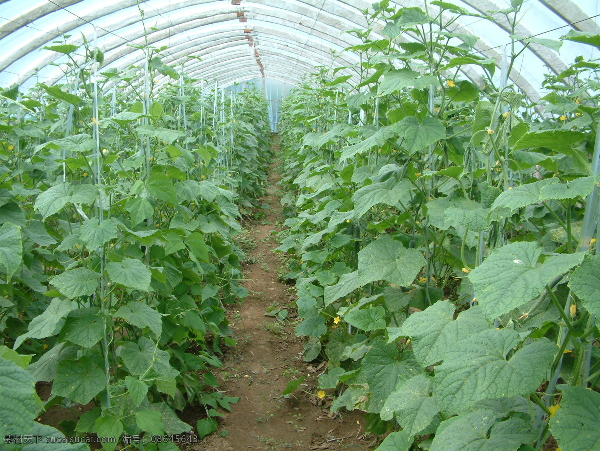 大棚菜 大棚 摄影图 蔬菜 现代科技 黄瓜地 现代农业 农业生产 矢量图 日常生活