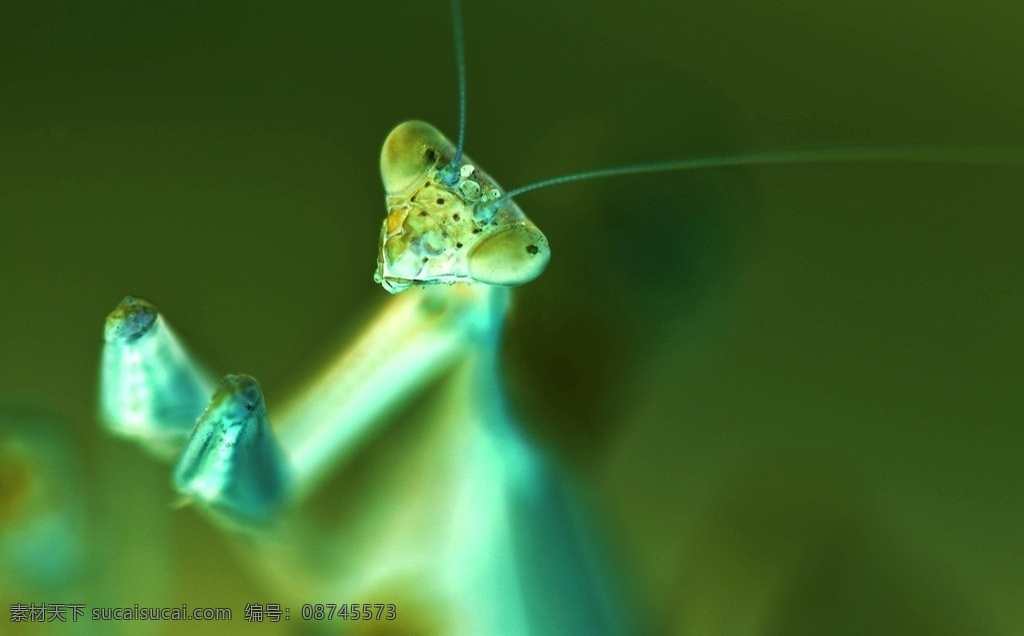 螳螂 螳螂特写 昆虫 虫子 螳螂素材 生物世界