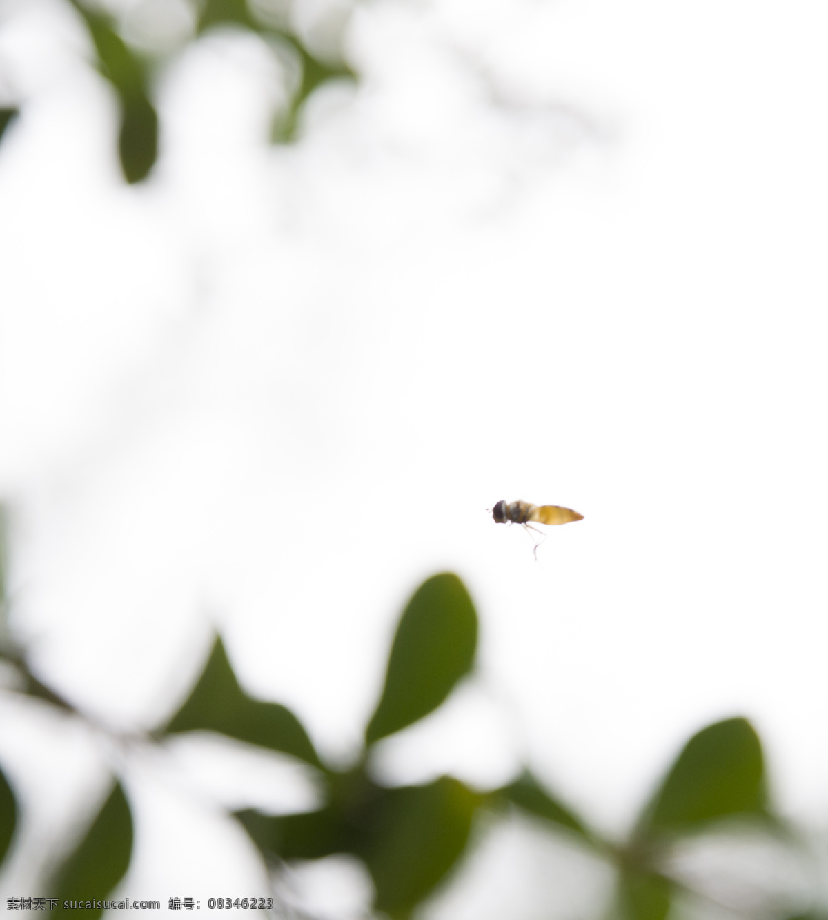 蜜蜂 飞行 花丛 昆虫 忙碌 蜜蜂采蜜 生物世界 桃花 枝头 花丛中 小蜜蜂 大蜜蜂