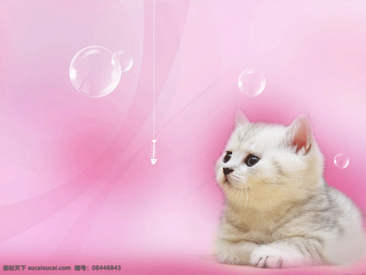 小猫 可爱 宠物 动物 猫咪 毛绒 猫爬架 萌宠 太极猫 中华田园猫 华夏帝王猫 土猫 捉老鼠 撸猫 吸猫 喵星人 狸花猫 生物世界 家禽家畜