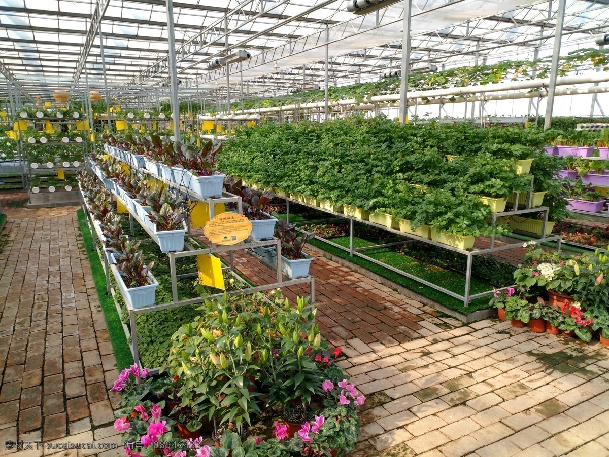 农业蔬菜大棚 蔬菜 大棚 农业公园 绿色 农业大棚 无土栽培 植物 生态园 生物世界