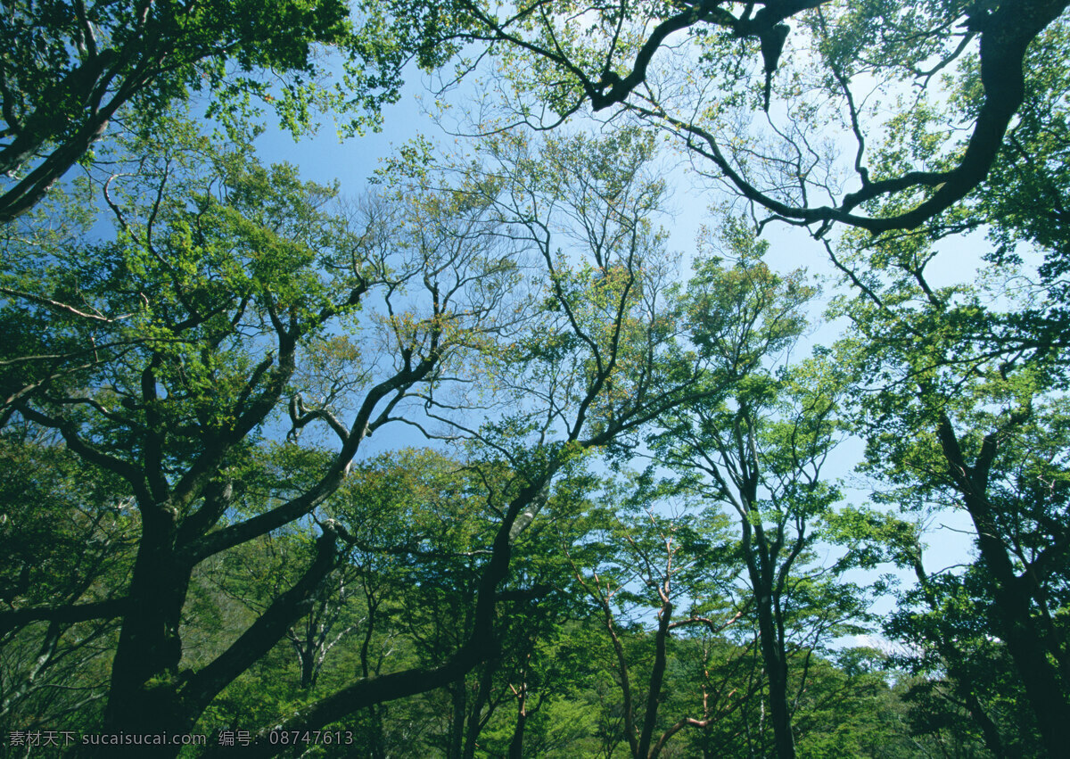 树林图片 森林树木 树林风景图片 树林高清图片 树木树叶 植物素材 生物世界 高清图片 花草树木