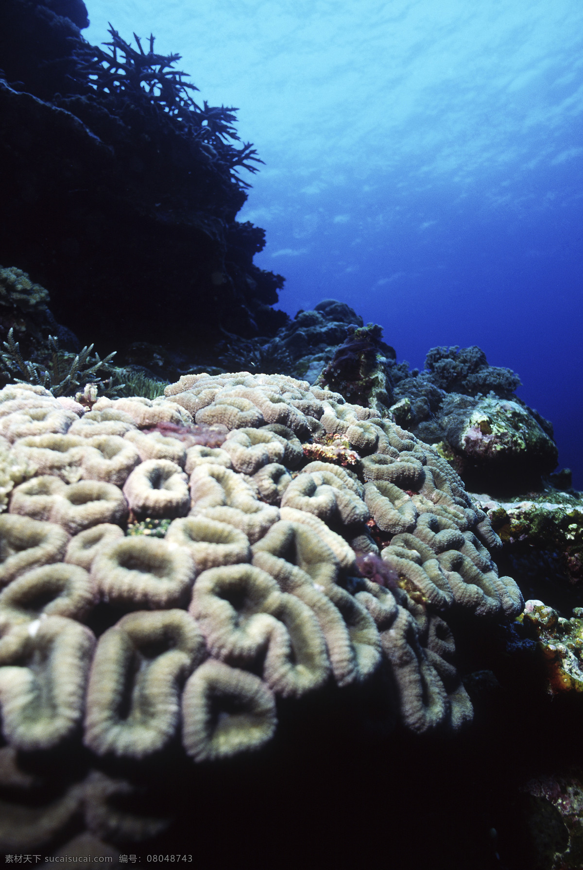 深海免费下载 安静 海胆 海底世界 海星 礁石 潜水员 珊瑚 深海 生物 水母 鱼群 探秘 鱼 生物世界
