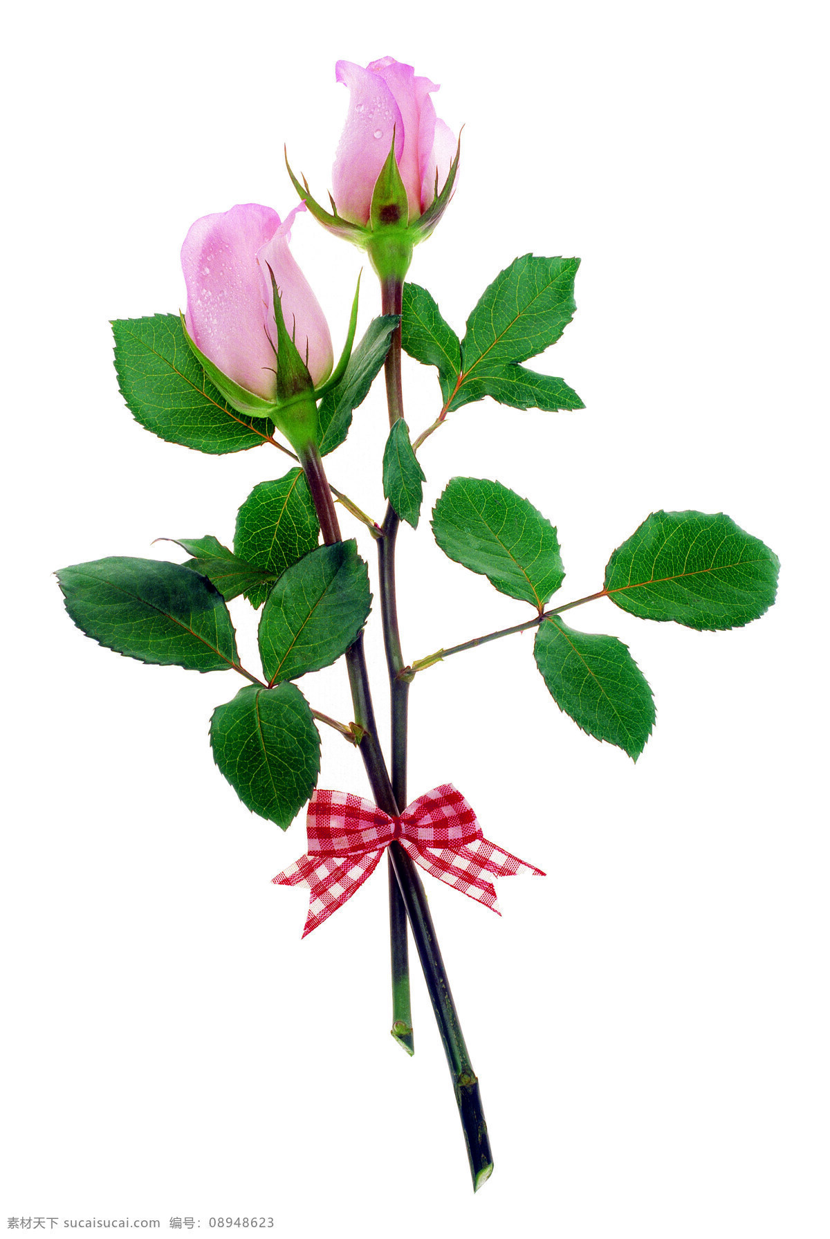 玫瑰 浪漫 鲜花 蝴蝶结 绿叶 带刺玫瑰 粉红玫瑰 花草 生物世界