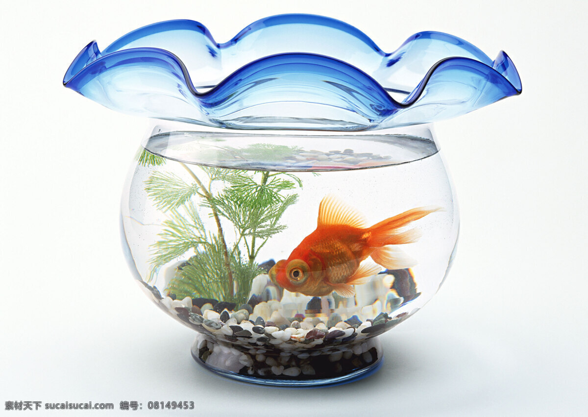 鱼缸 金鱼 生物世界 水中 鱼类
