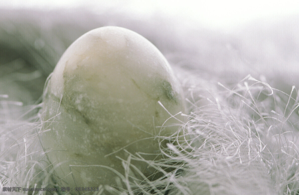 羽毛 里 鸡蛋 复活节鸡蛋 蛋类 复活节素材 鸡蛋摄影 食材原料 餐饮美食