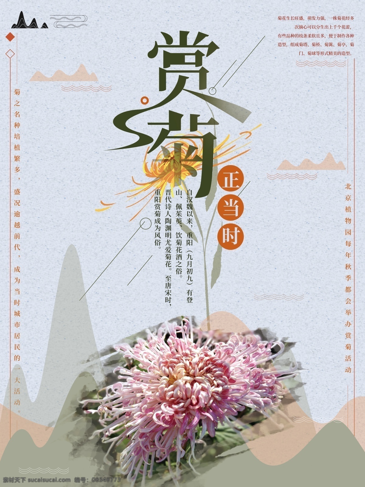 简约 文艺 赏 菊 正当时 海报 赏花 赏菊 旅游 旅游海报