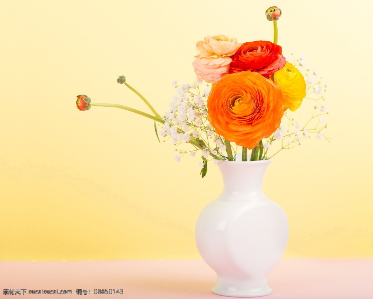 唯美 室内 插花 花毛茛 植物插花 植物 花瓶