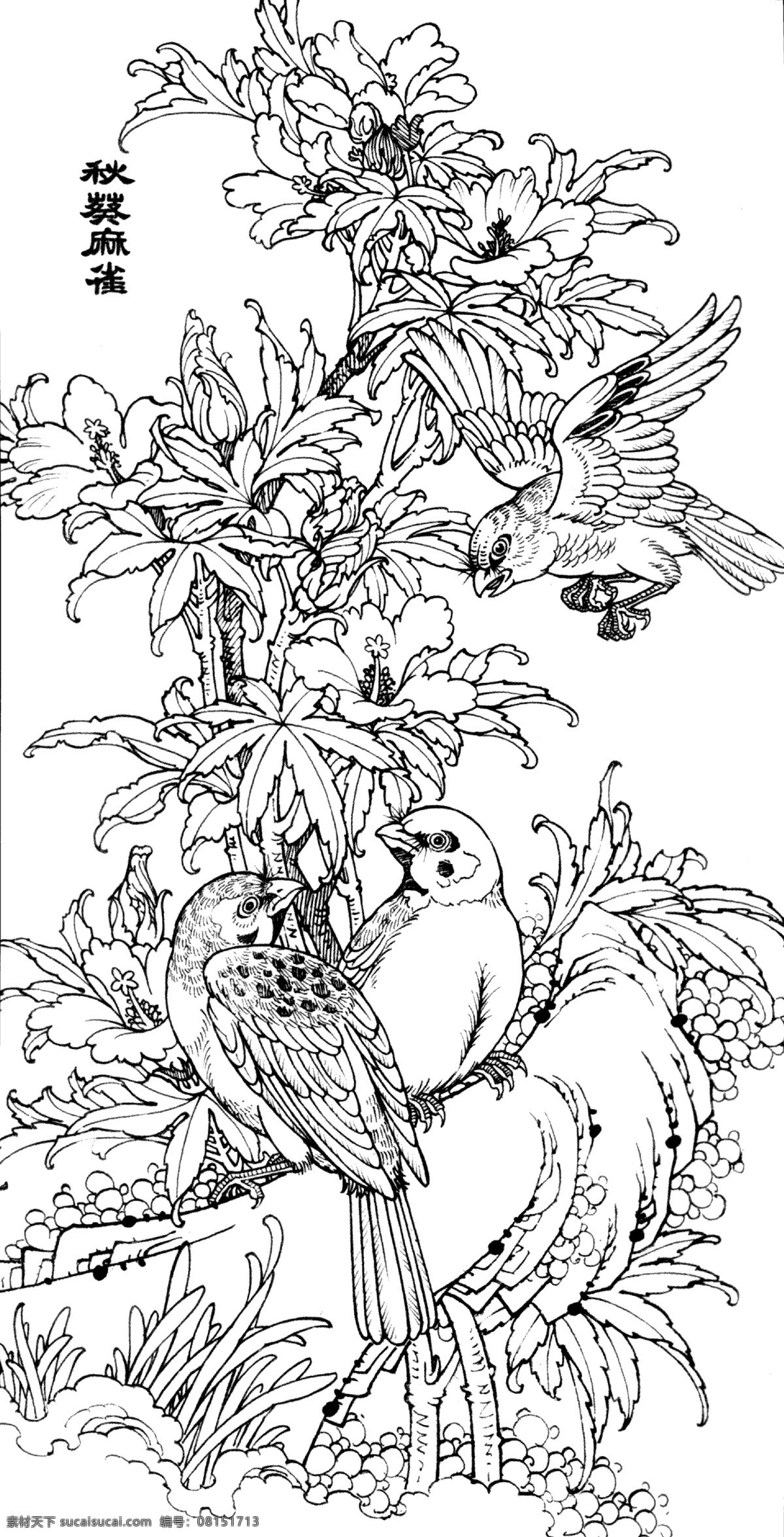秋癸麻雀 线描 工笔画 黑白 白描 线条 陈金莺 矢量 陈金 莺 工笔 画册 绘画书法 文化艺术