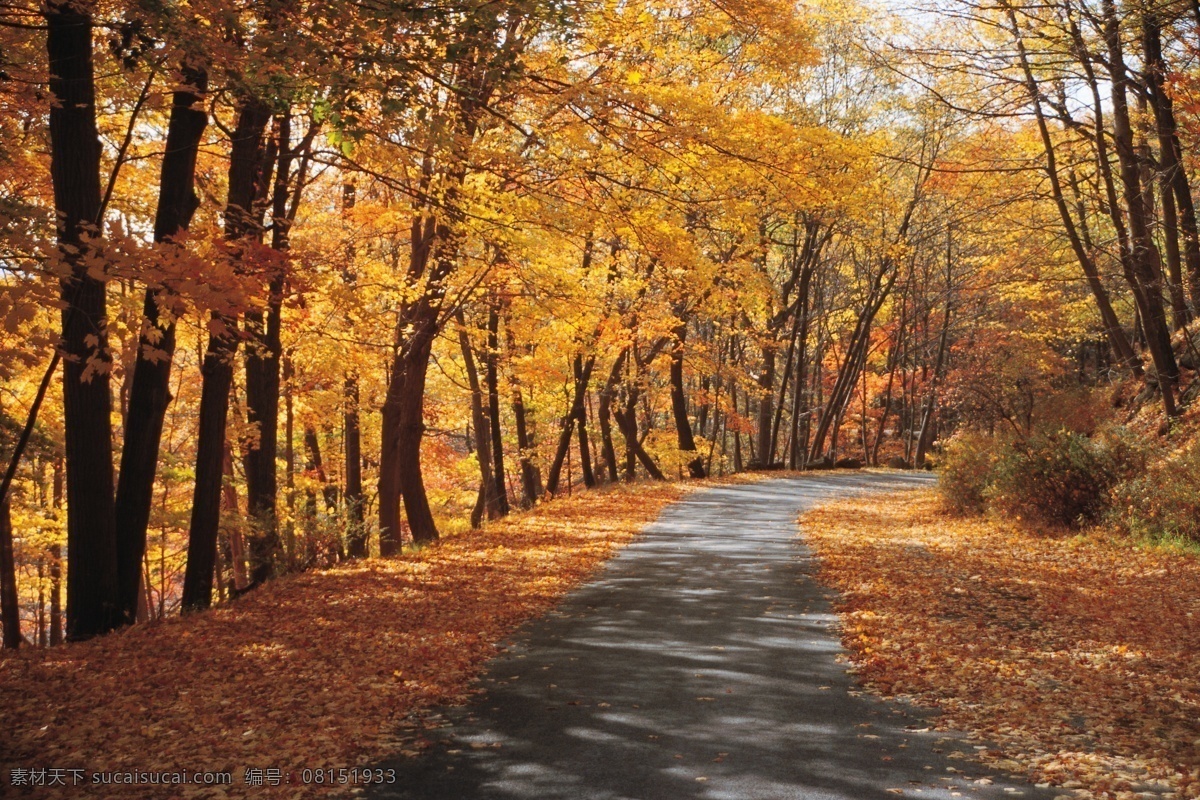 秋天 林间 小路 美景 树木风景 树林 枫树 黄叶 枫叶 林间小路 道路 落叶 美丽风景 摄影图 高清图片 花草树木 生物世界