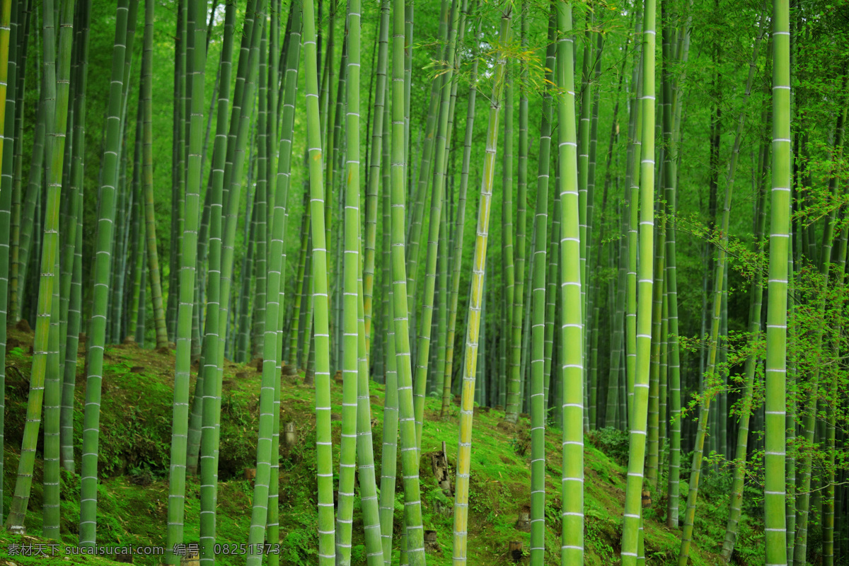 山坡 上 竹林 绿色竹林 竹竿 竹子 竹子素材 竹子摄影 青竹 竹林背景 竹林摄影 山坡上的竹林 花草树木 生物世界