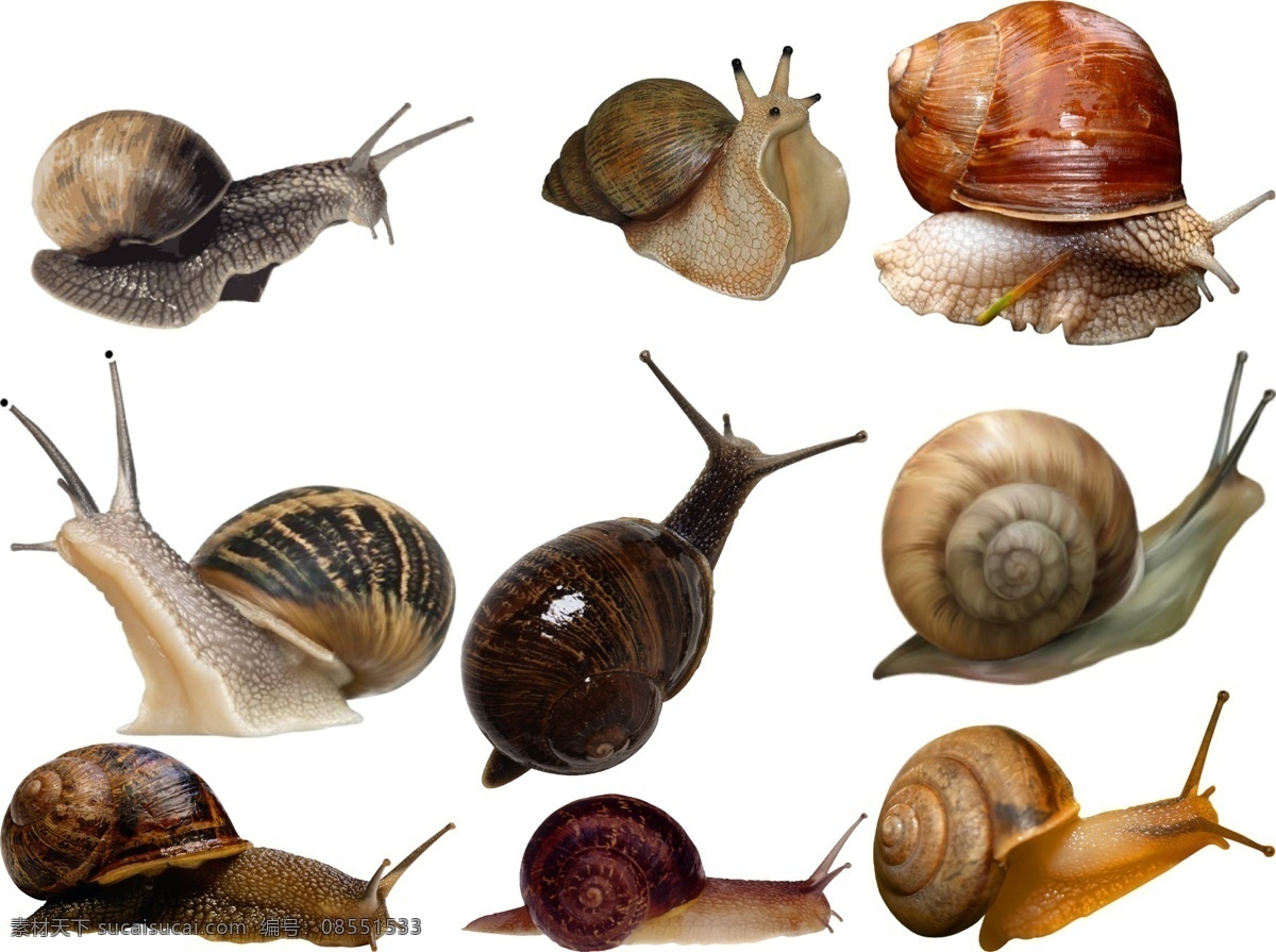 蜗牛 免 扣 高清 素材图片 蜗牛png 高清蜗牛图片 文件 蜗牛免扣素材 蜗牛素材 各种 生物世界 野生动物