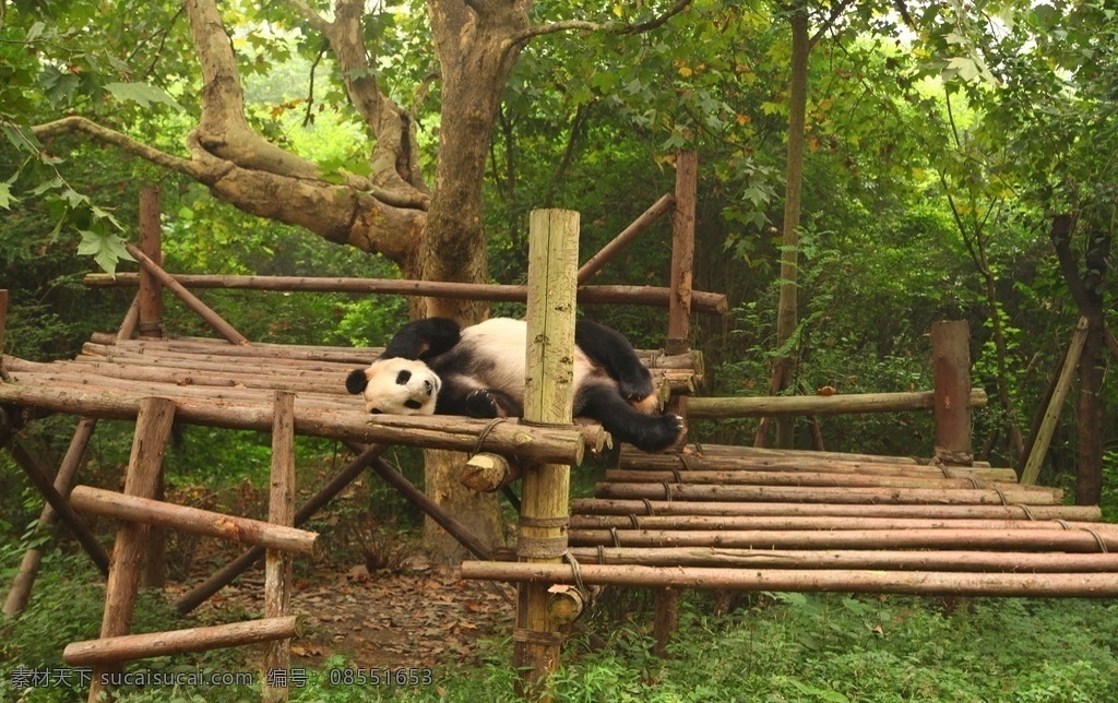 成都 熊猫基地 野生动物 保护 四川 天府之国 安逸 自然 生物世界
