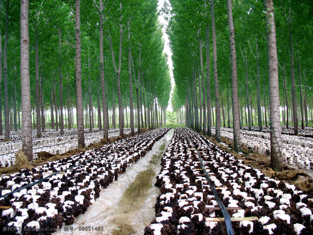 杨树 林下 木耳 养殖 杨树林 冬季木耳养殖 宽阔的杨树林 木耳养殖 树木树叶 生物世界