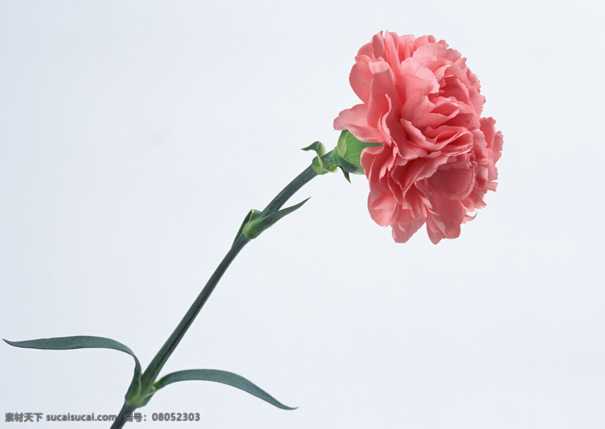 唯美 粉色 康乃馨 花卉 红色 花朵 鲜花