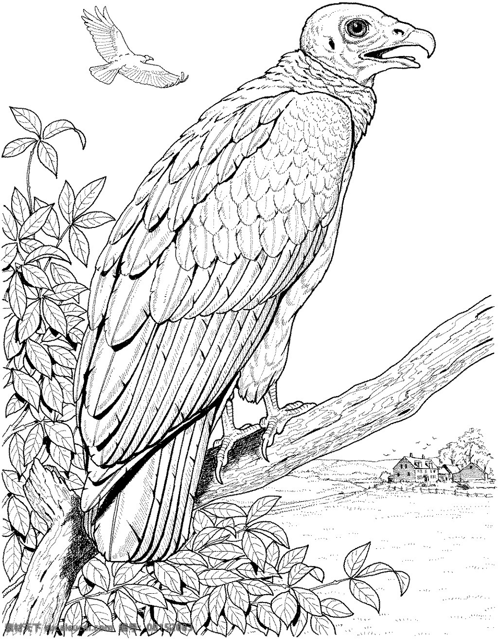 鸟类素描 动物素描 动物手绘画 设计素材 动物专辑 素描速写 书画美术 白色