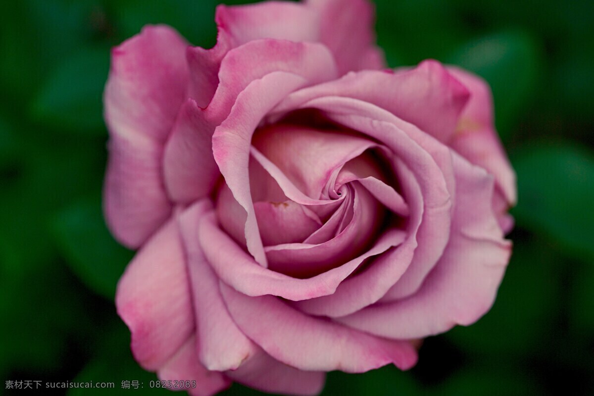 唯美 粉色 玫瑰花 鲜花 花卉 花朵 花草 植物