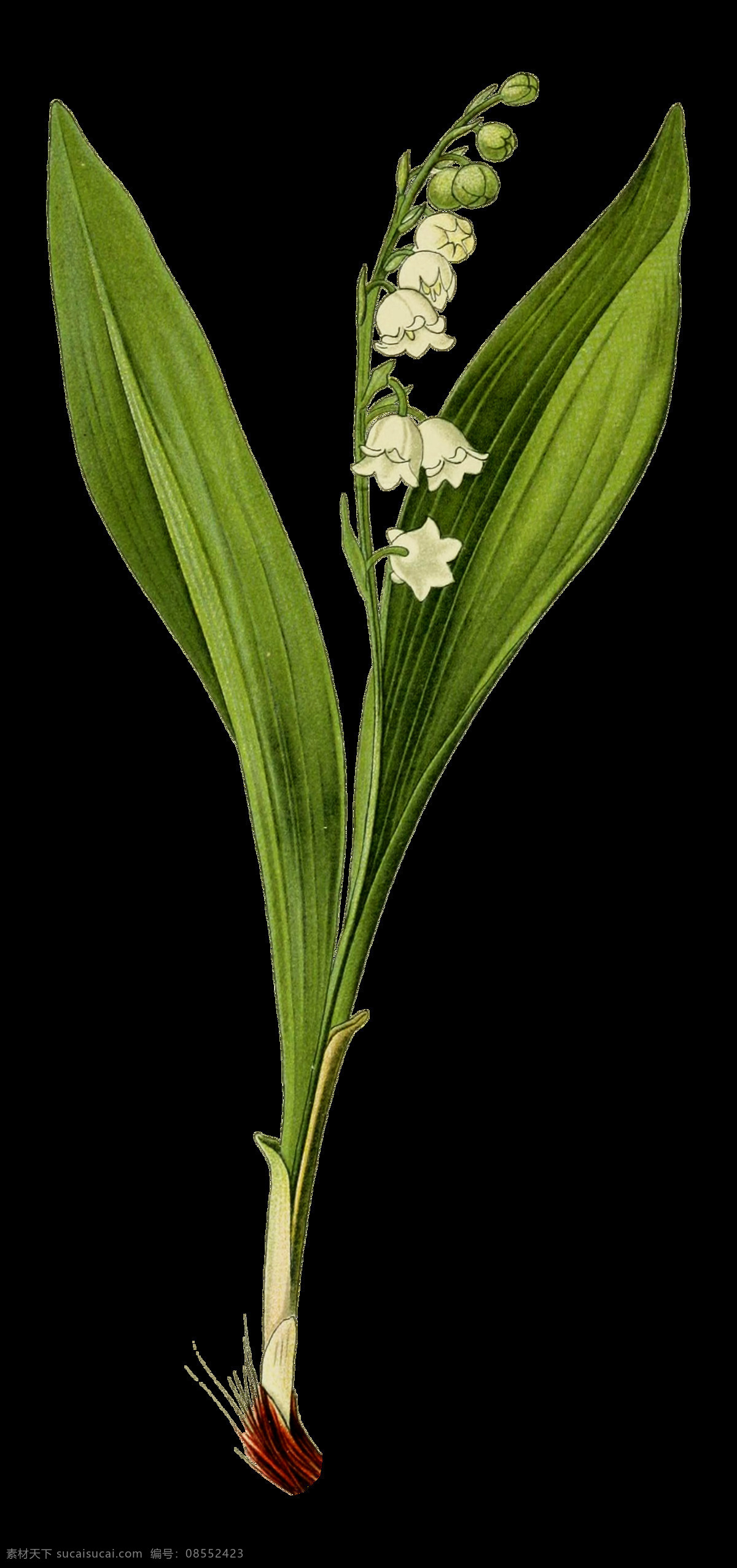 复古 鲜花 主题 装饰 图案 png免抠 植物 花卉 欧美复古 手绘 花朵叶子 装饰图案 水彩绘画 植物花朵 图谱 复古色调 绿叶 油画元素 彩色 精美绘画 绘画素材 布艺花朵 美式复古 古典 鲜花主题 装饰画 月季花 玫瑰花 盆栽插花 生物世界 花草